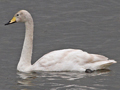 Whooper Swan